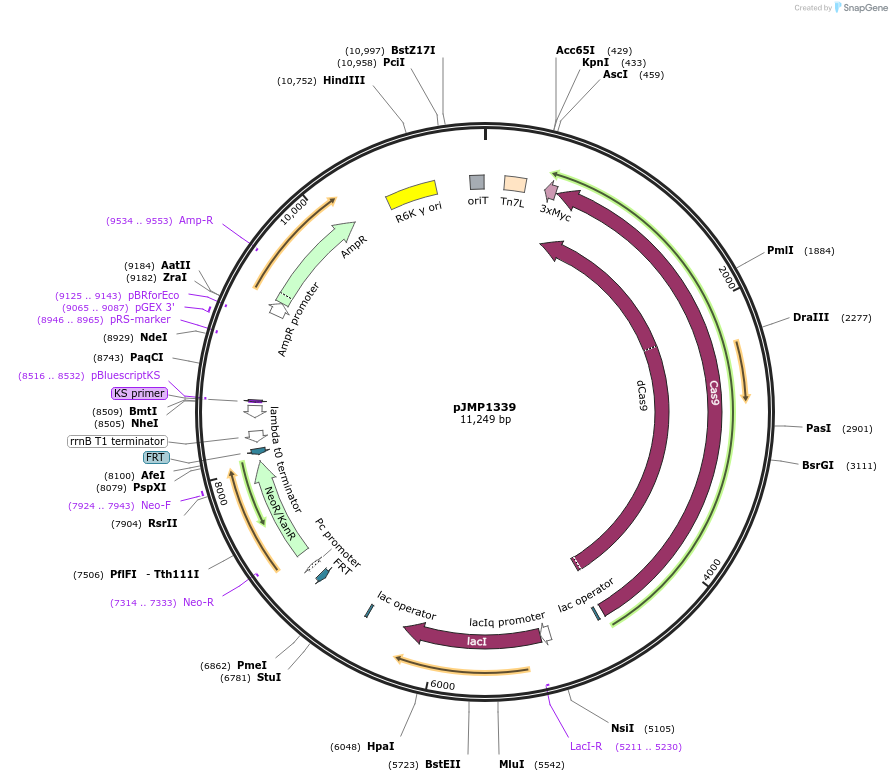 119271-plasmid-map-sequence-id-232702