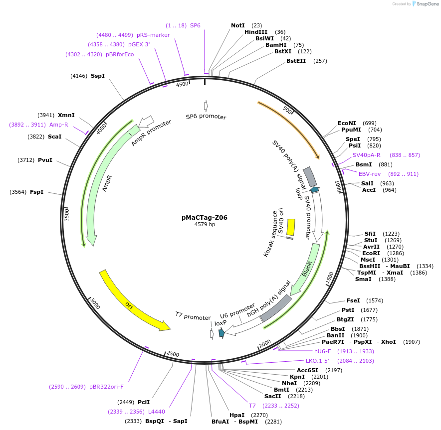 120049-plasmid-map-sequence-id-232704