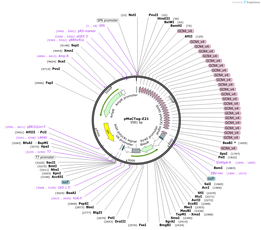 120064-plasmid-map-sequence-id-232705