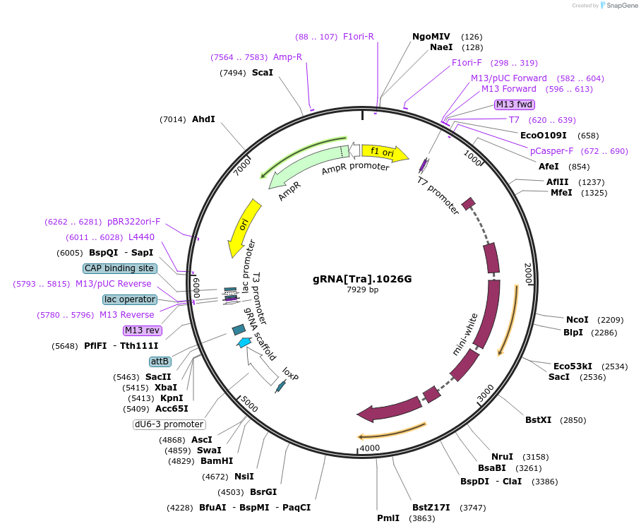 112689-plasmid-map-sequence-id-232708