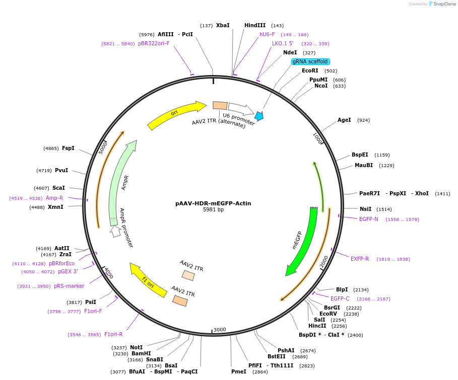 119870-plasmid-map-sequence-id-232726