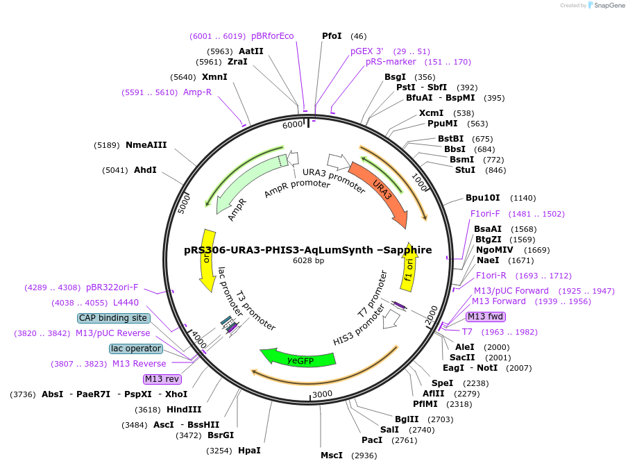 116931-plasmid-map-sequence-id-232728