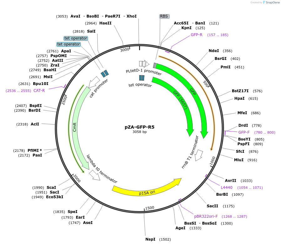 106256-plasmid-map-sequence-id-232729