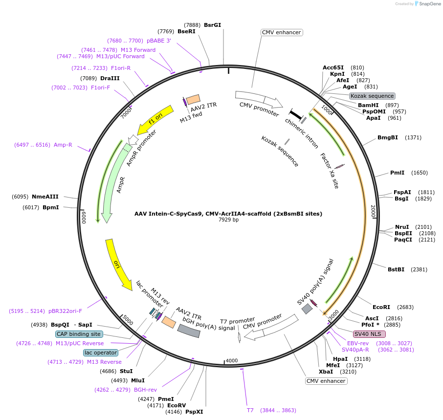 120294-plasmid-map-sequence-id-232735