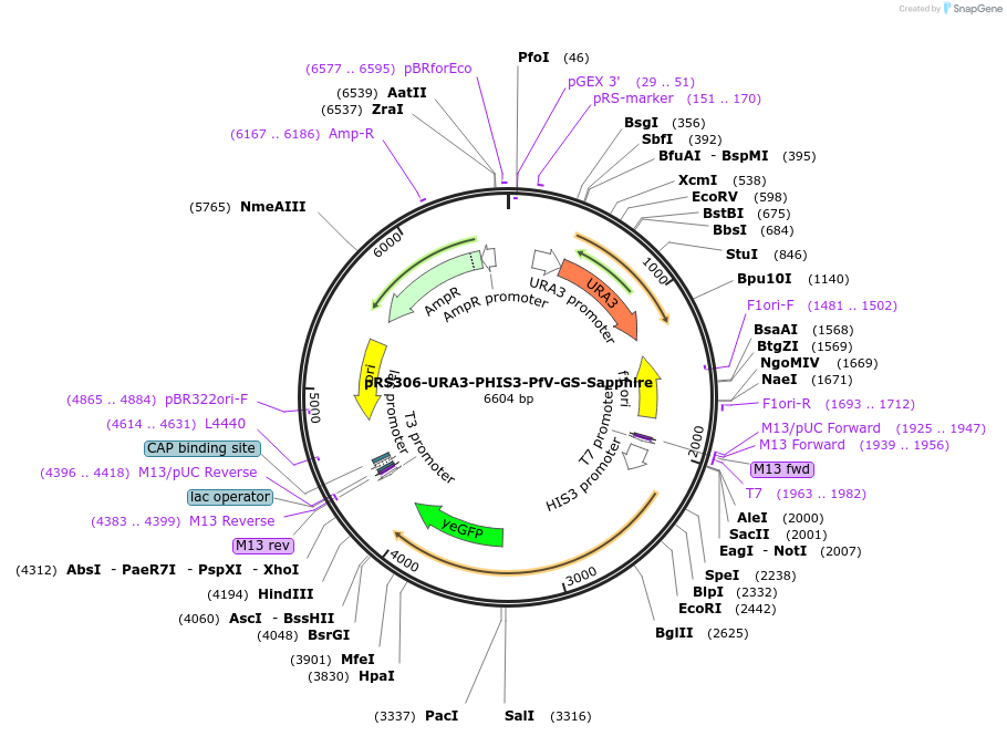 116932-plasmid-map-sequence-id-232747