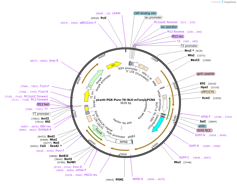 118617-plasmid-map-sequence-id-232750