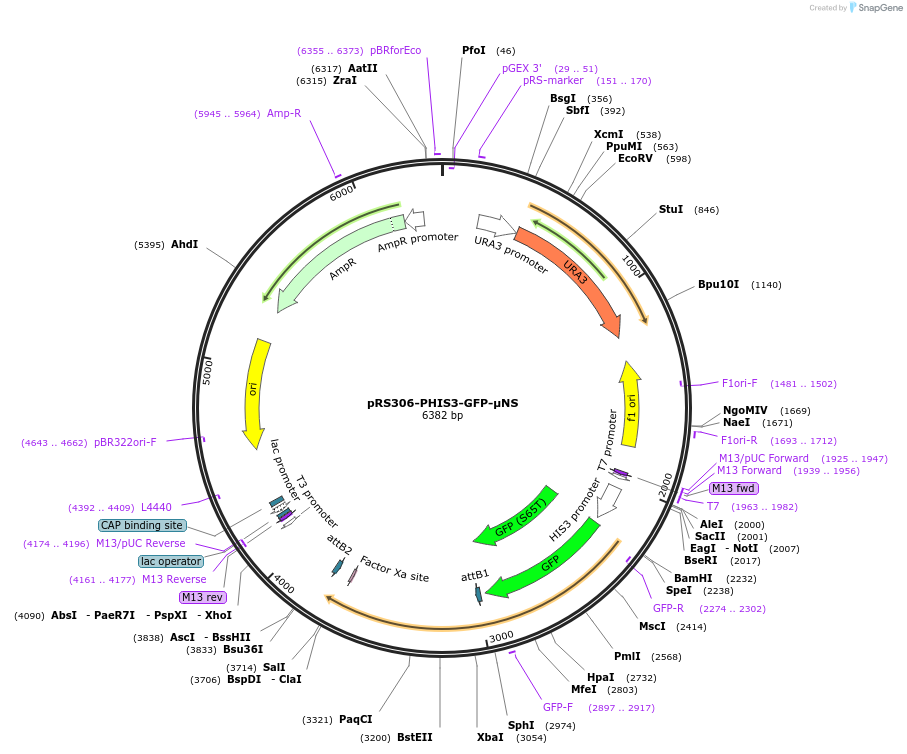 116935-plasmid-map-sequence-id-232752