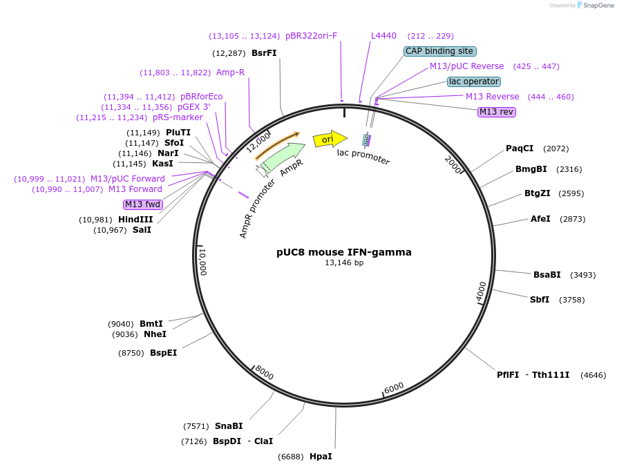 10955-plasmid-map-sequence-id-232759
