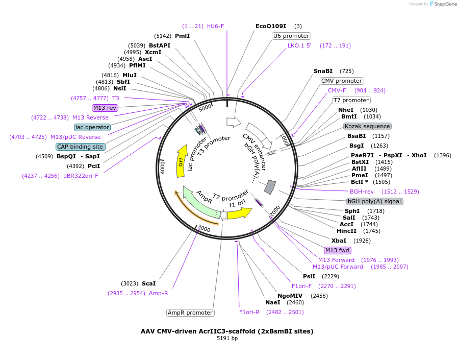 120301-plasmid-map-sequence-id-232763