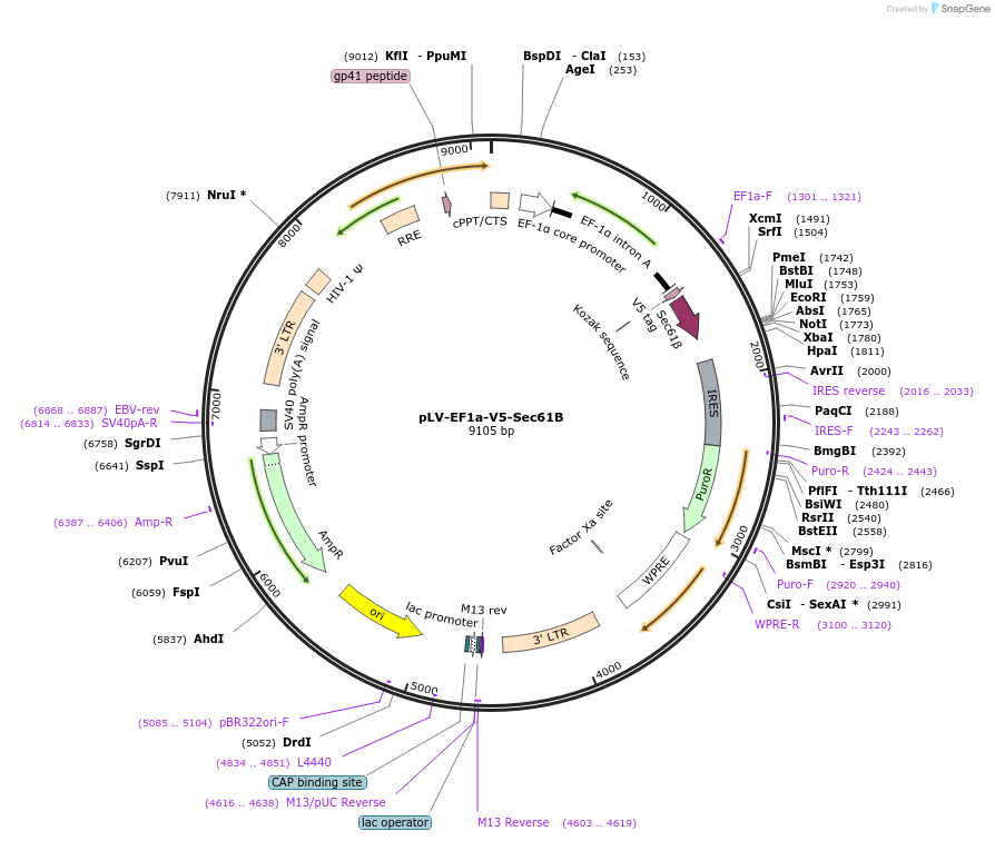 120244-plasmid-map-sequence-id-232776