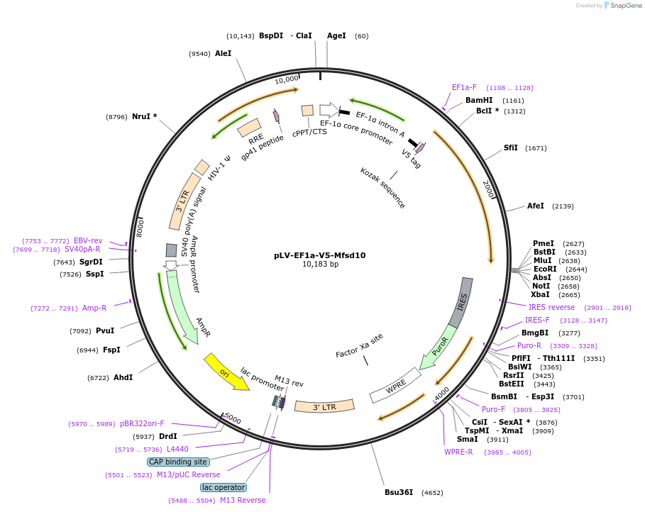 120238-plasmid-map-sequence-id-232779