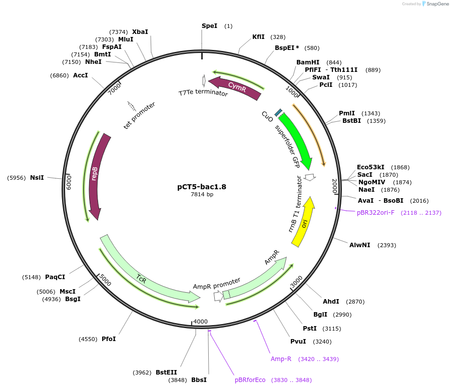 119871-plasmid-map-sequence-id-232788
