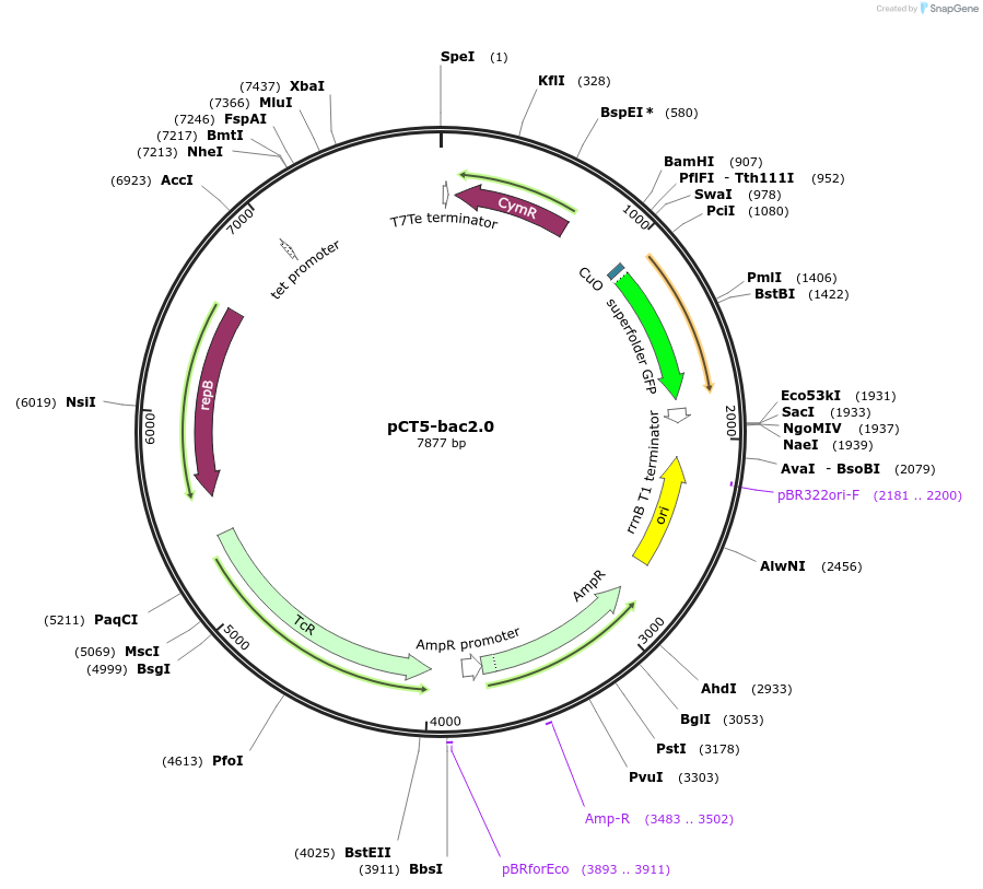 119872-plasmid-map-sequence-id-232792