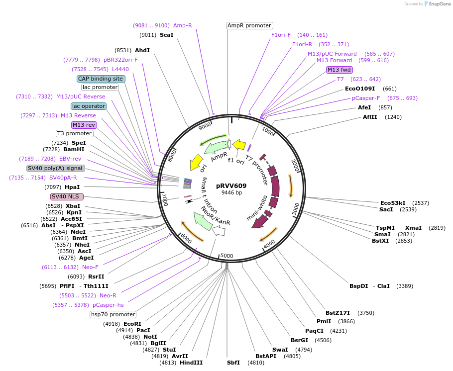 119014-plasmid-map-sequence-id-232795