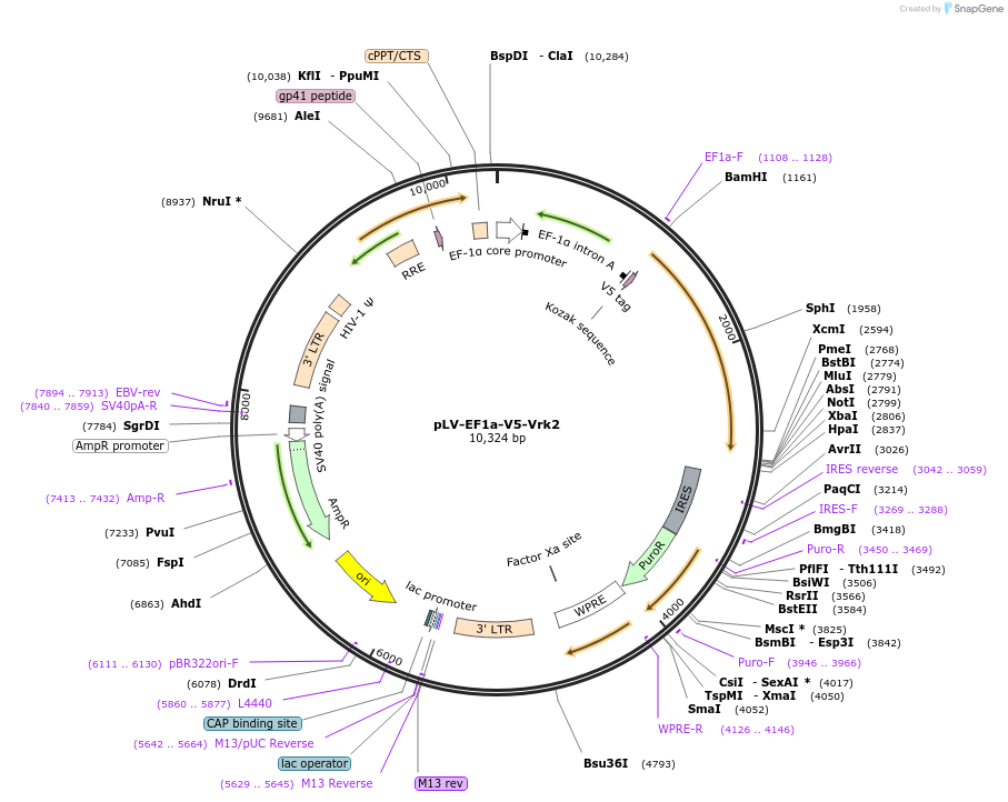120240-plasmid-map-sequence-id-232809