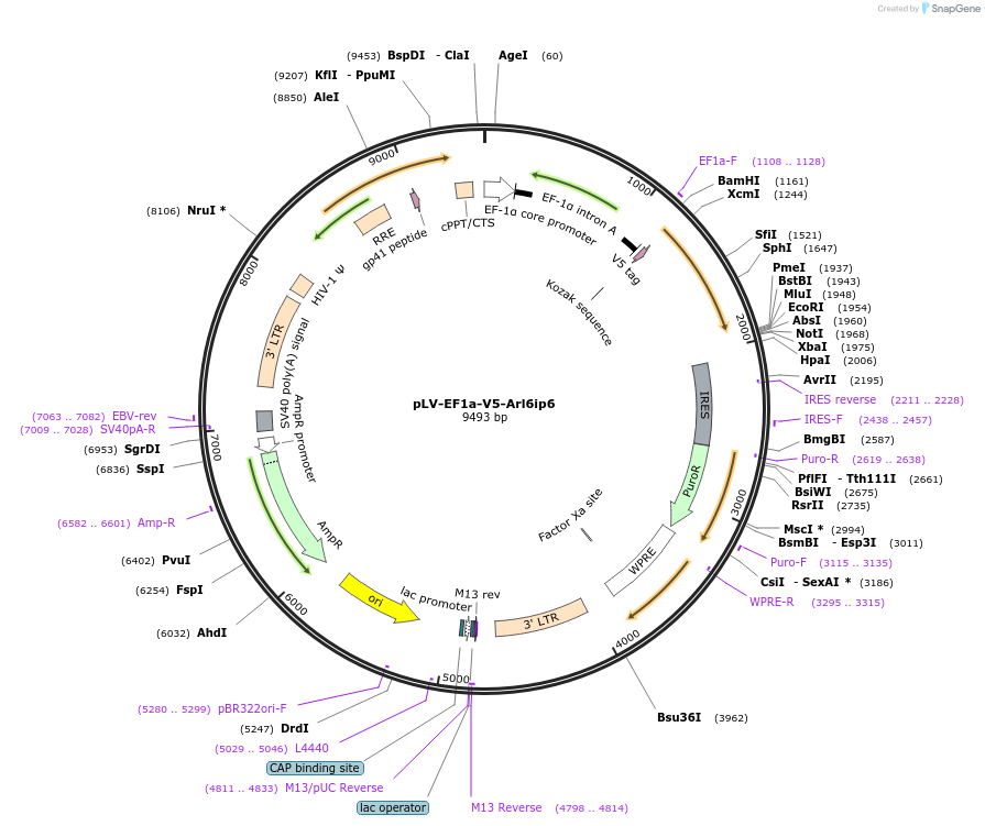 120235-plasmid-map-sequence-id-232810