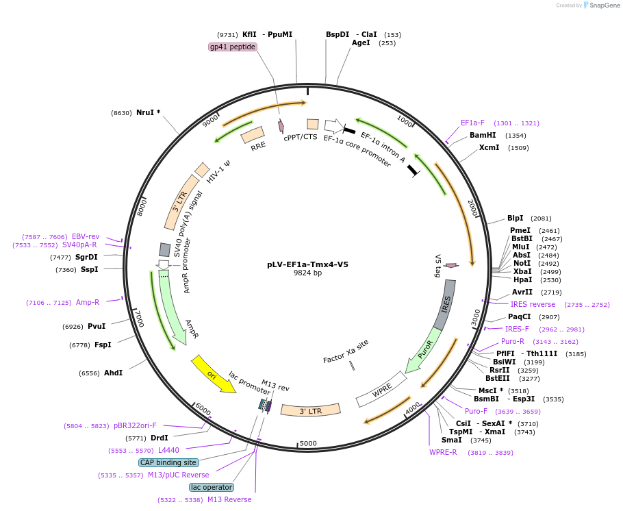 120236-plasmid-map-sequence-id-232812