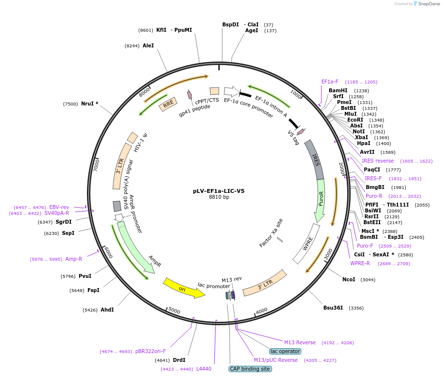 120248-plasmid-map-sequence-id-232813