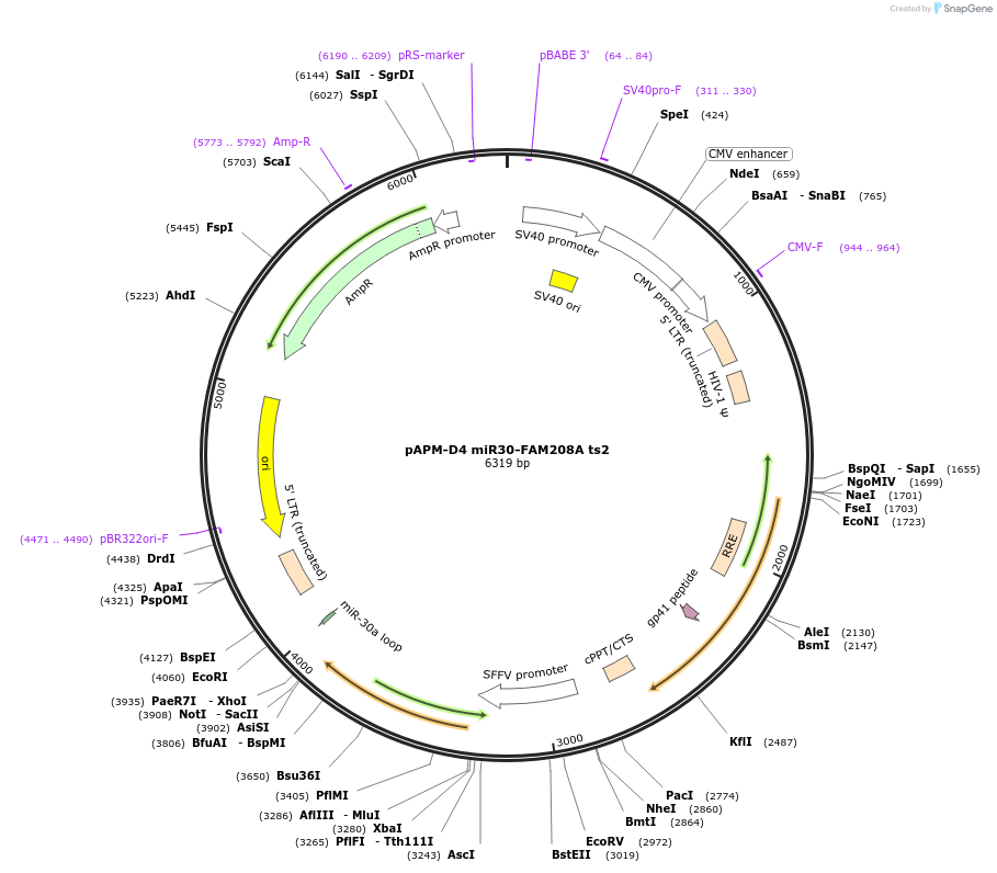 115872-plasmid-map-sequence-id-232816