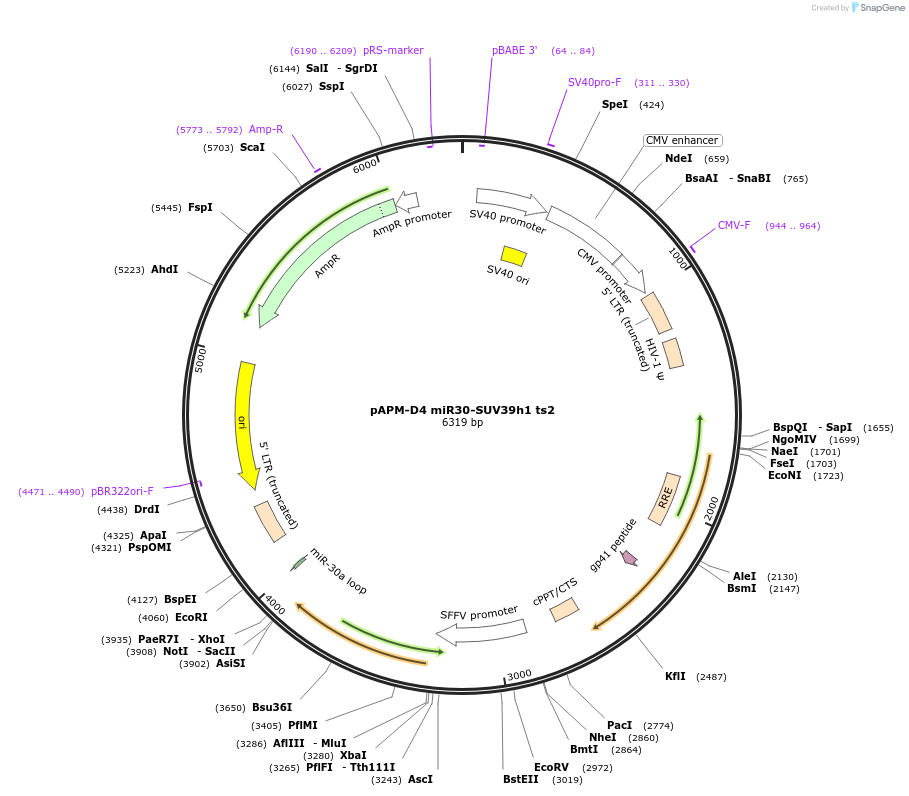 115881-plasmid-map-sequence-id-232831