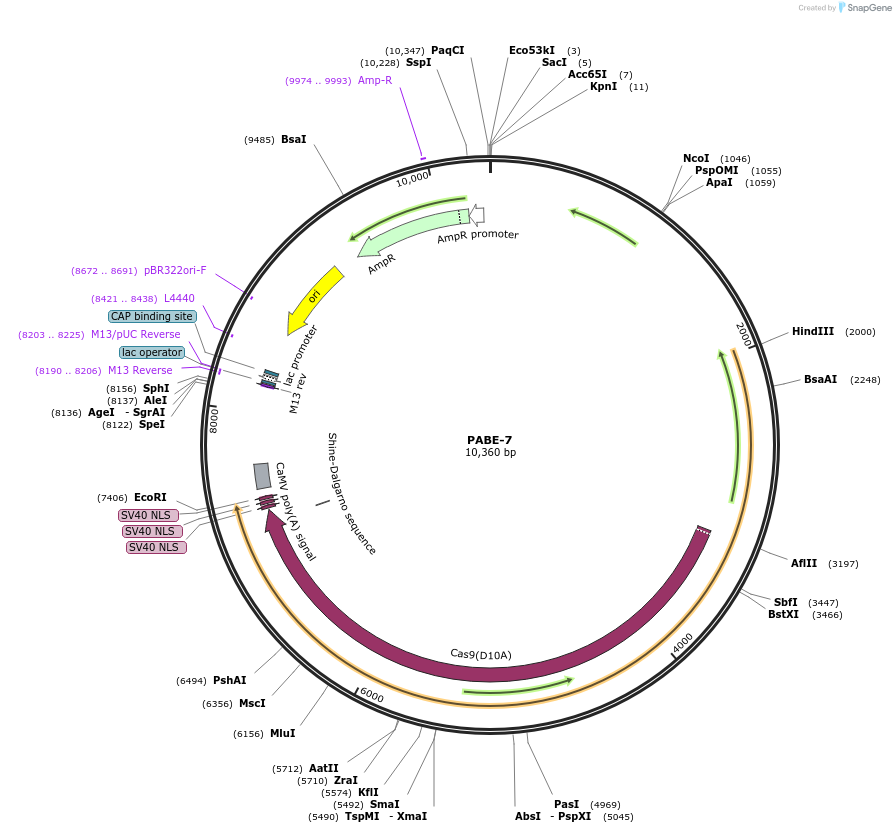 115628-plasmid-map-sequence-id-232840