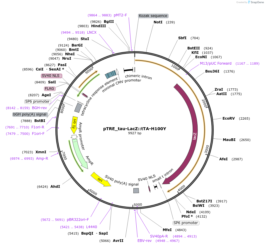 34927-plasmid-map-sequence-id-232850