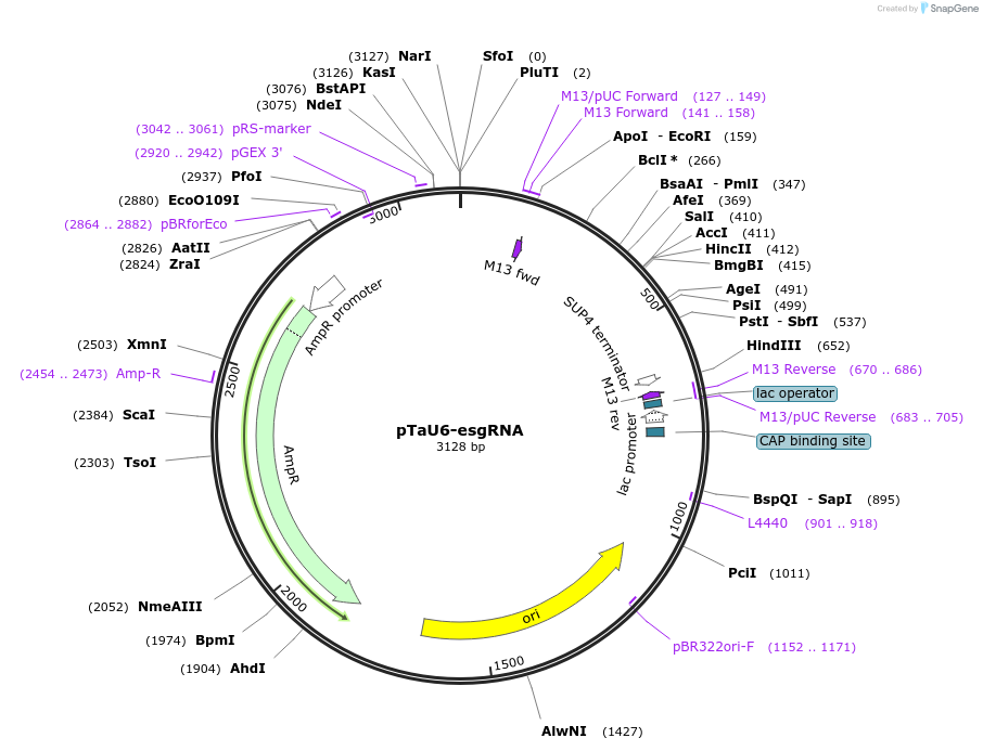 115630-plasmid-map-sequence-id-232857