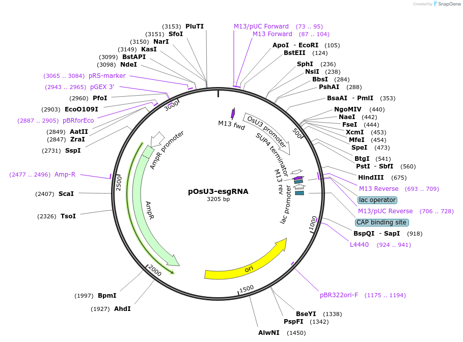 115629-plasmid-map-sequence-id-232858