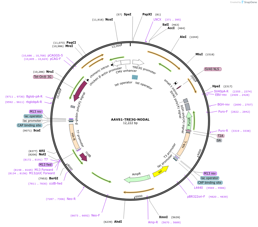 115638-plasmid-map-sequence-id-232859