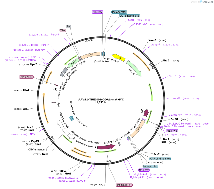 115639-plasmid-map-sequence-id-232860