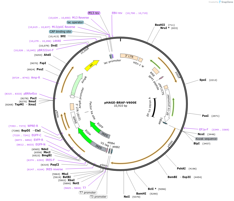 116204-plasmid-map-sequence-id-232874