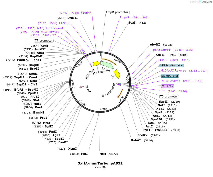 118222-plasmid-map-sequence-id-232880