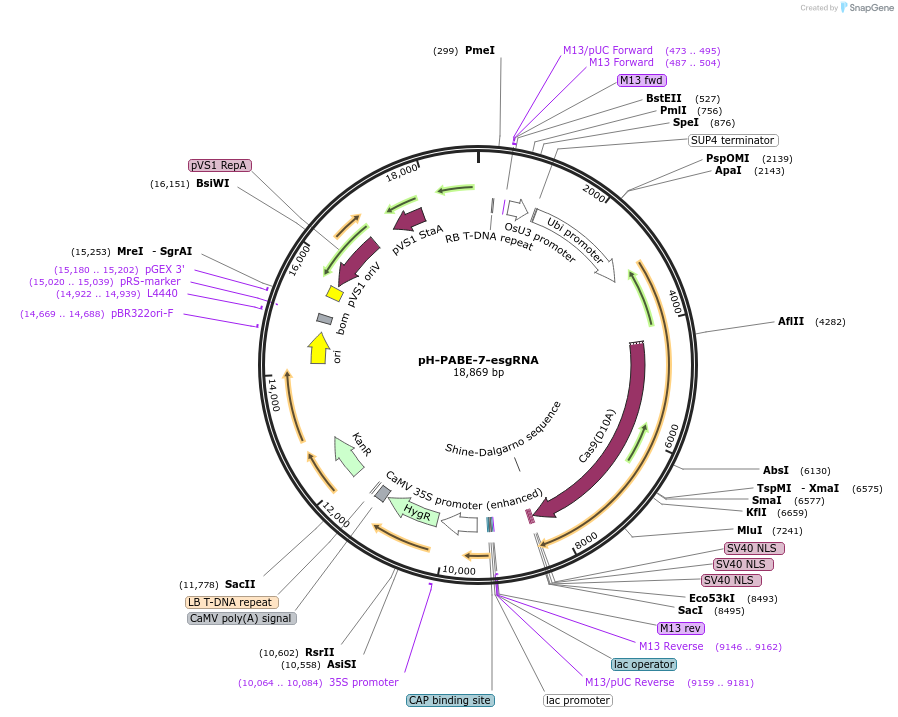 115620-plasmid-map-sequence-id-232882