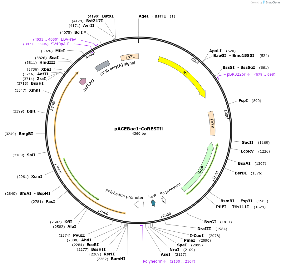 109156-plasmid-map-sequence-id-232884