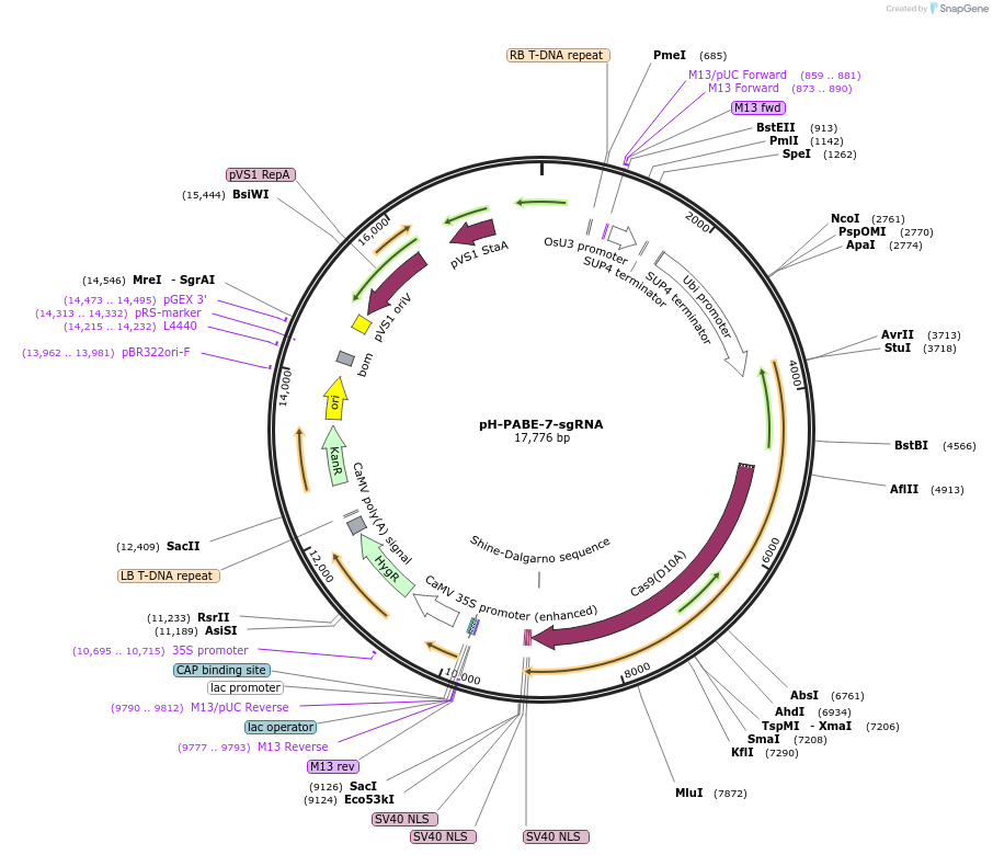 115621-plasmid-map-sequence-id-232885
