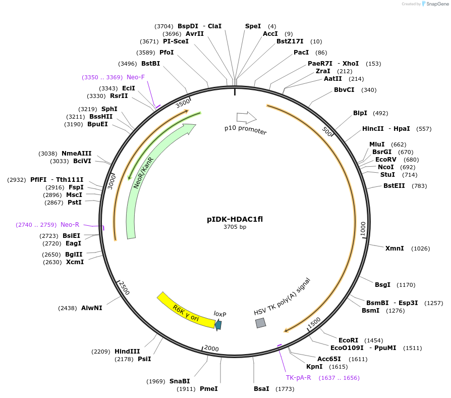 109158-plasmid-map-sequence-id-232886