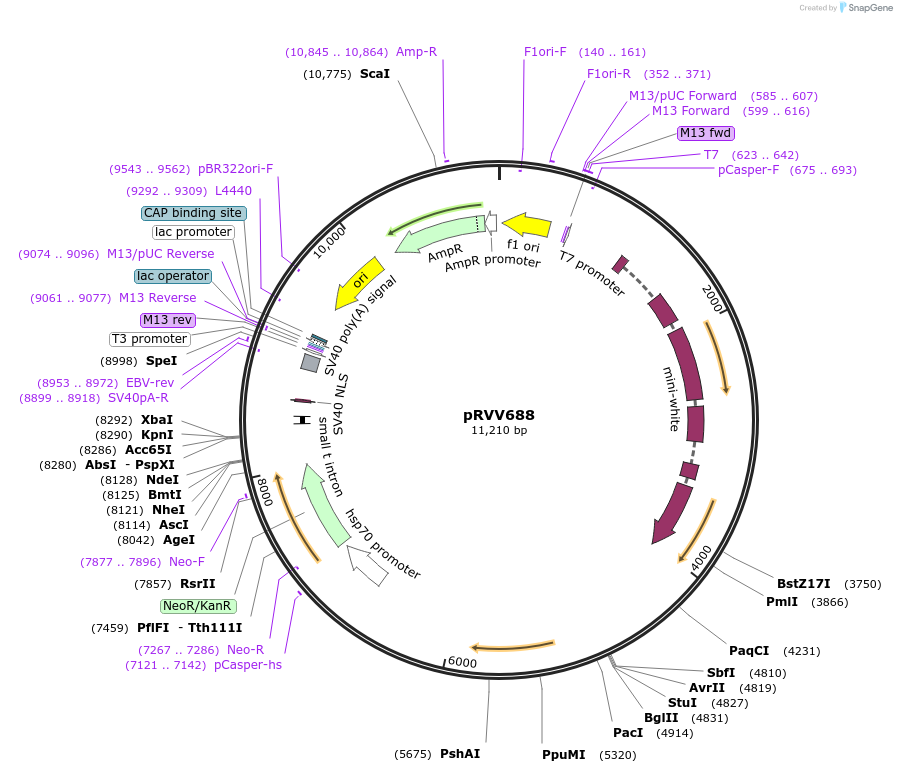119015-plasmid-map-sequence-id-232899