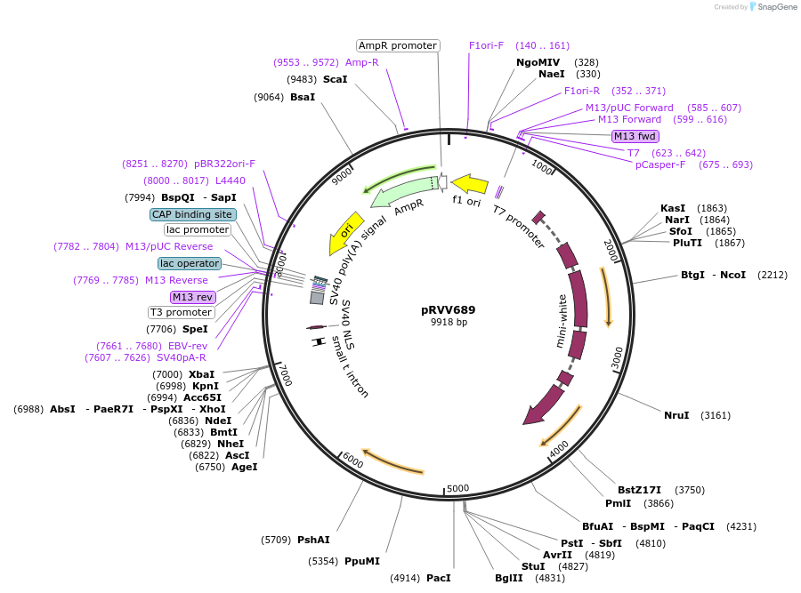 119016-plasmid-map-sequence-id-232901