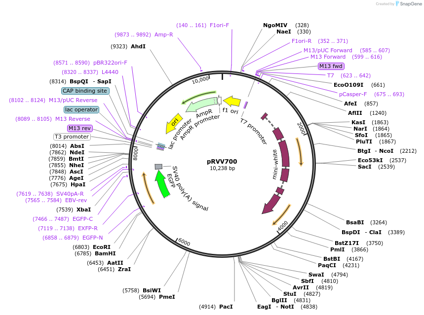 119017-plasmid-map-sequence-id-232904