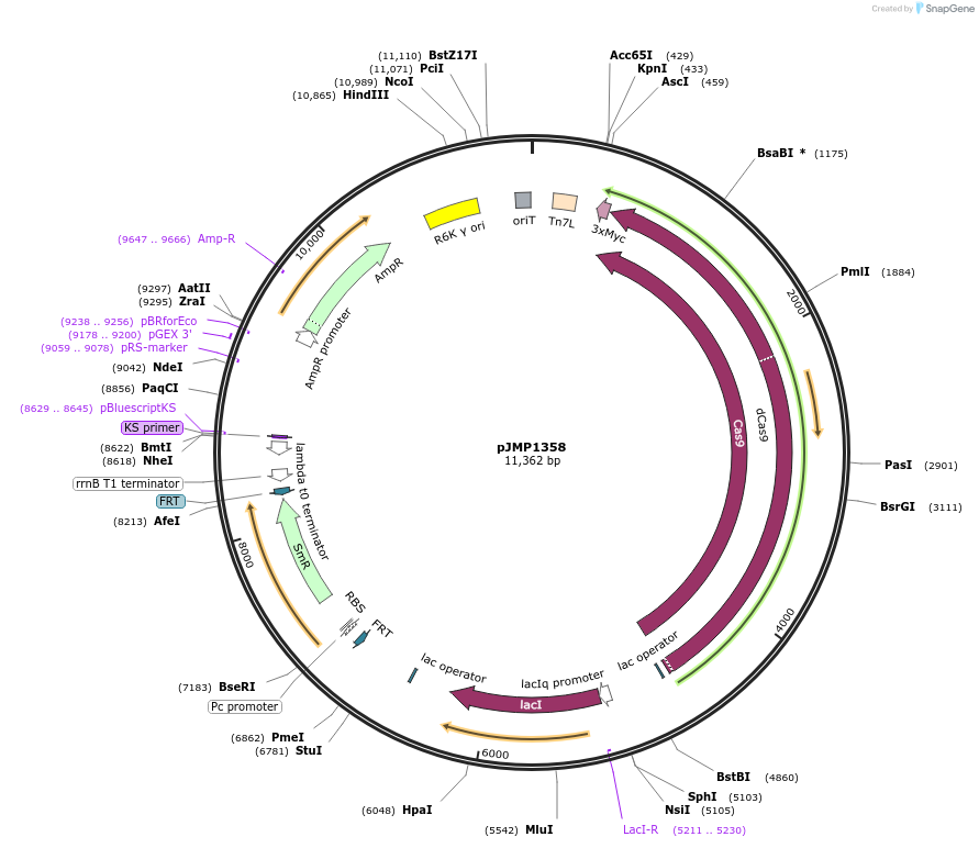 119277-plasmid-map-sequence-id-232923