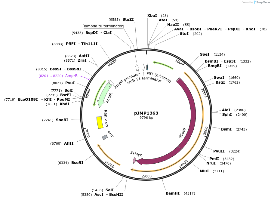 119279-plasmid-map-sequence-id-232925