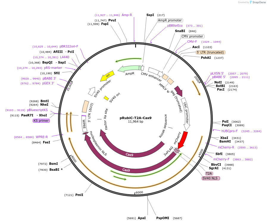 75347-plasmid-map-sequence-id-232926