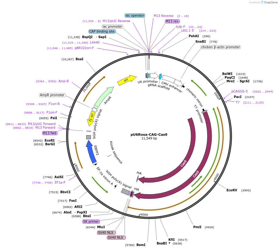 118998-plasmid-map-sequence-id-232949