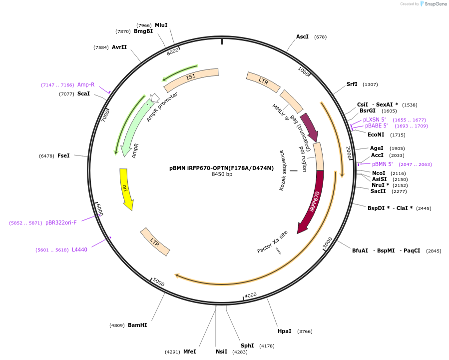 119694-plasmid-map-sequence-id-232961