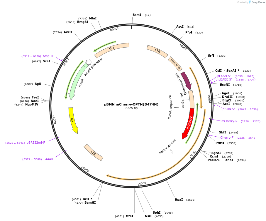 119683-plasmid-map-sequence-id-232992
