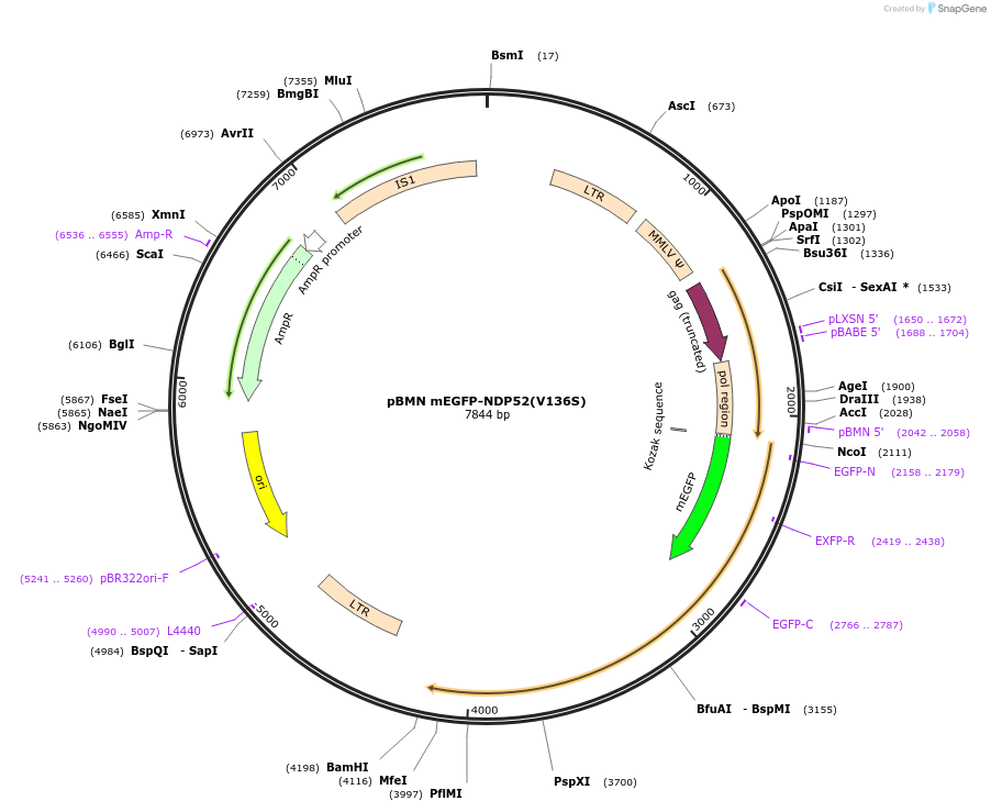 119682-plasmid-map-sequence-id-233044