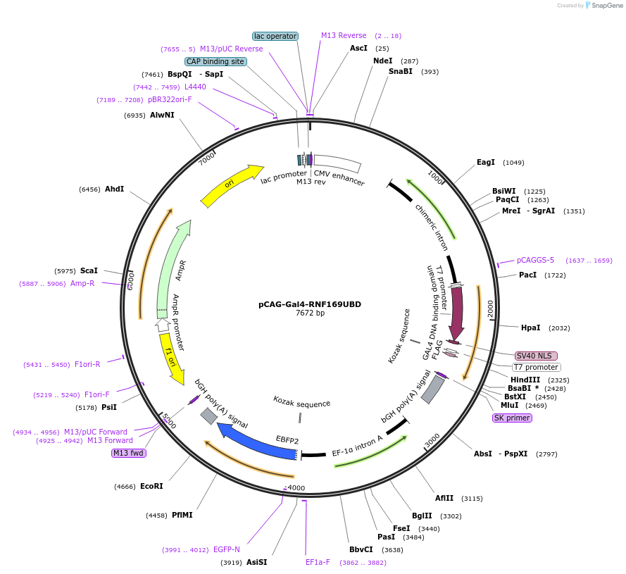 119013-plasmid-map-sequence-id-233060