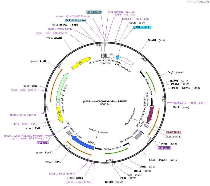 119012-plasmid-map-sequence-id-233072