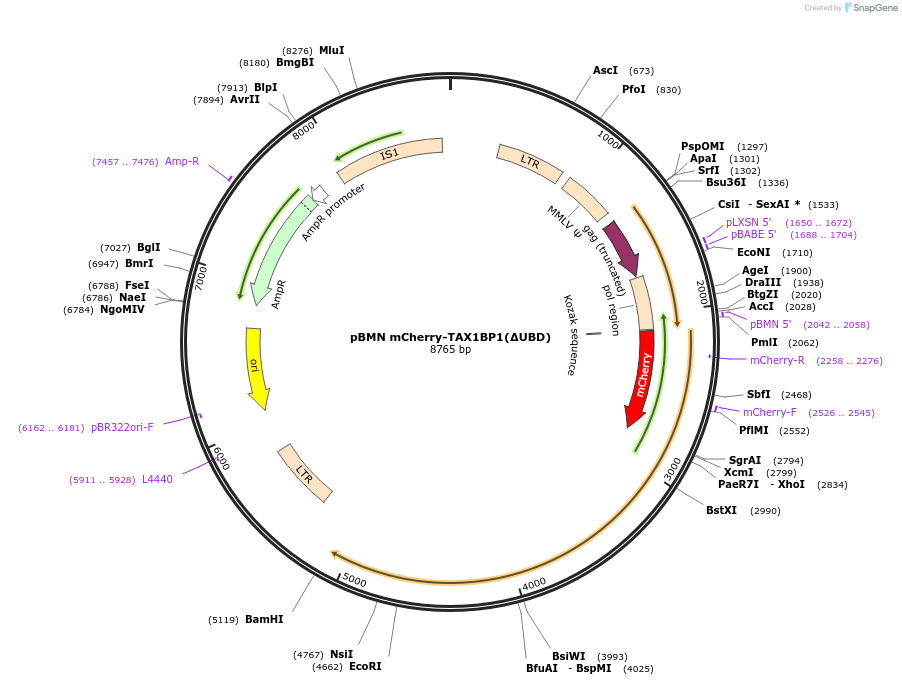 119689-plasmid-map-sequence-id-233074