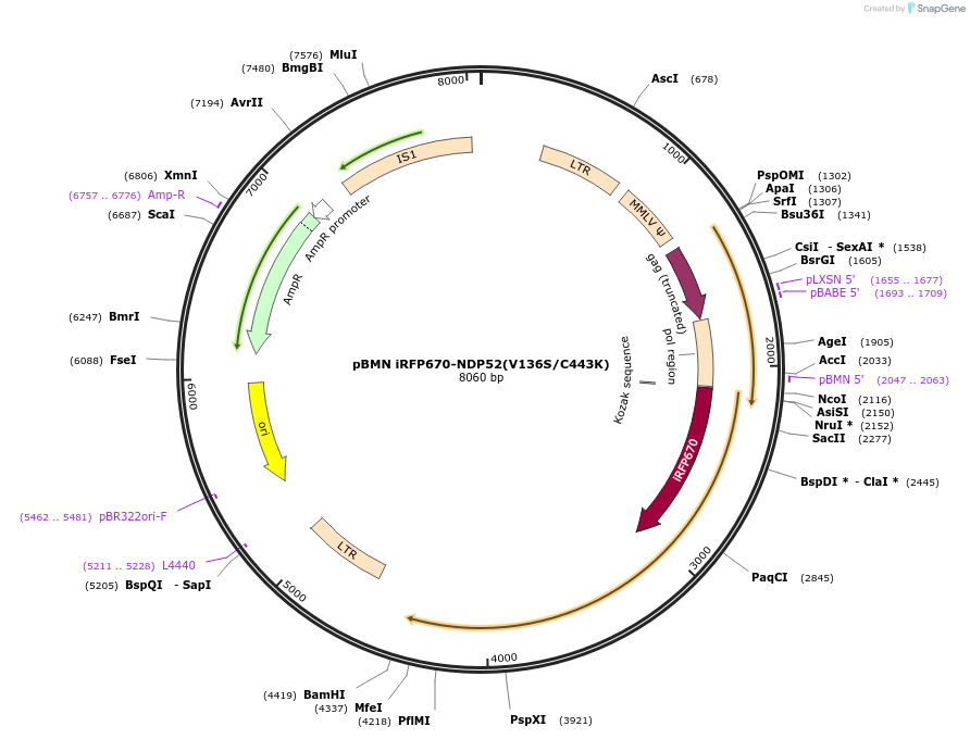 119696-plasmid-map-sequence-id-233075